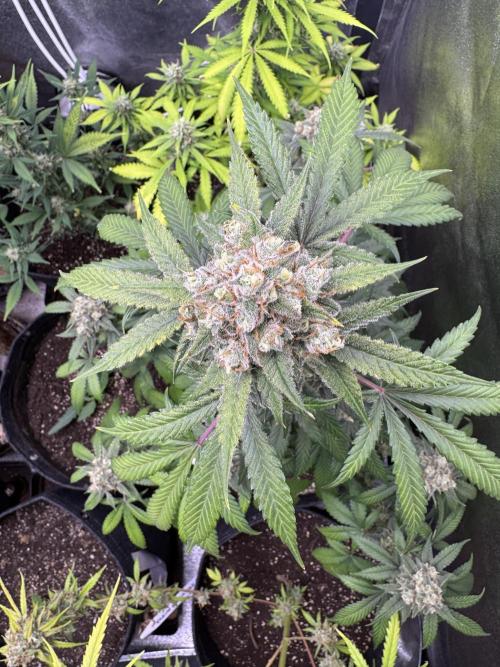 Auto Opium - Divine Seeds. Week 11