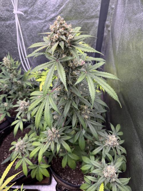 Auto Opium - Divine Seeds. Week 11