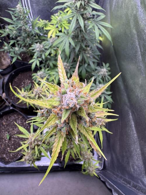 AUTO FRACTAL - Divine Seeds. Week 12