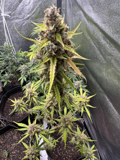 AUTO FRACTAL - Divine Seeds. Week 12