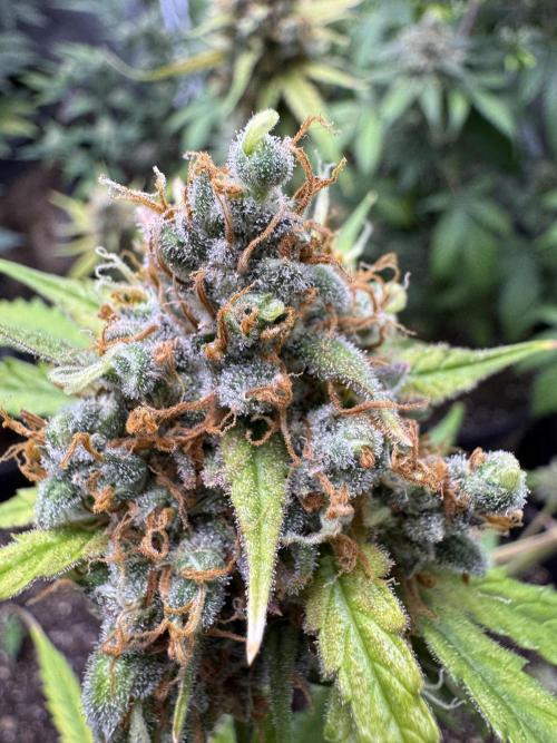 AUTO FRACTAL - Divine Seeds. Week 12