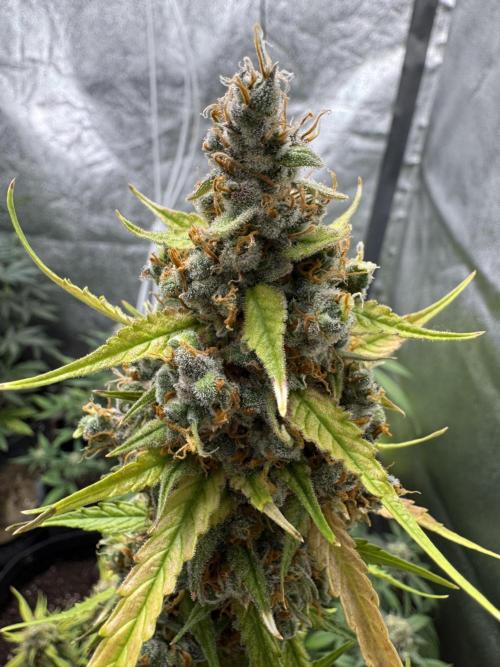 AUTO FRACTAL - Divine Seeds. Week 12