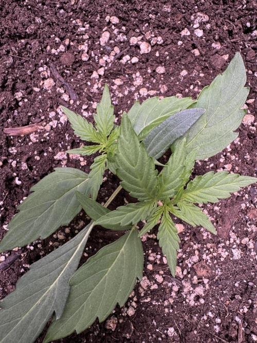 Wurlz F1 Autoflower - Zamnesia Seeds. Week 3