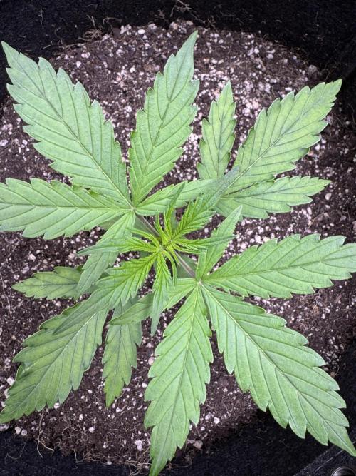 CBD Lemon Auto - Herbies Seeds. Week 3