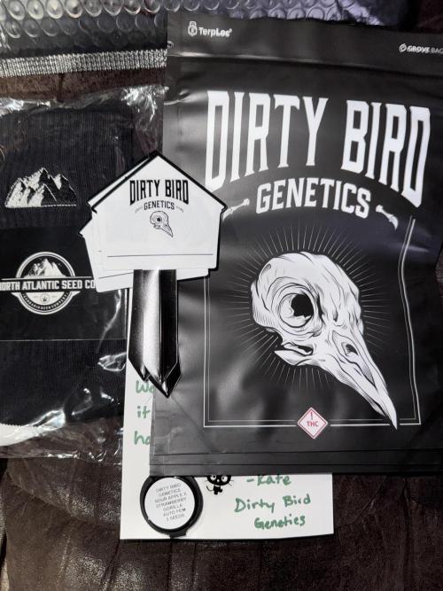 Sour Apple X Strawberry Gorilla Auto. Week 0