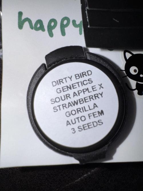 Sour Apple X Strawberry Gorilla Auto. Week 0