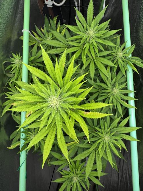 Big Demon by Divine Seeds. Week 13