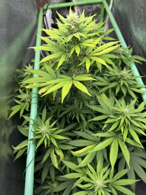 Big Demon by Divine Seeds. Week 13