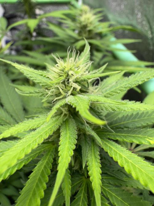 Big Demon by Divine Seeds. Week 13