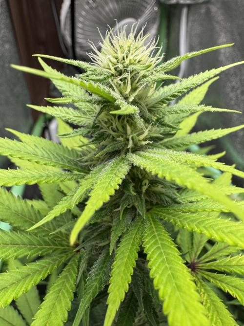 Big Demon by Divine Seeds. Week 13