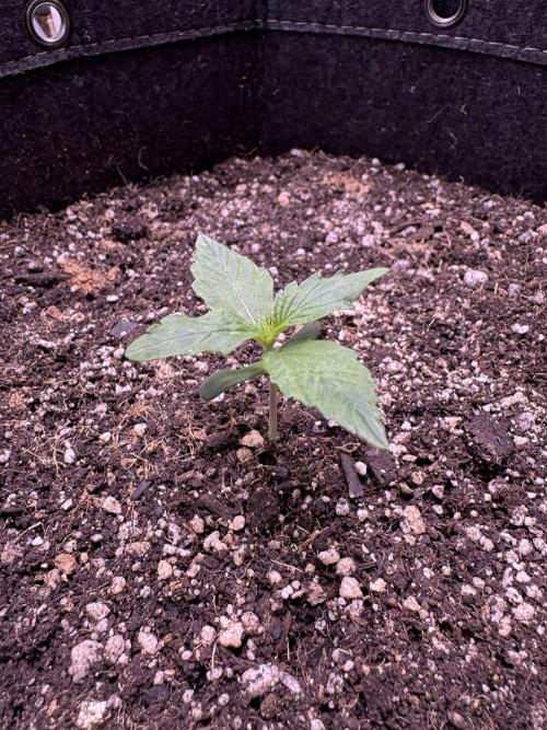 Apple Betty Auto from Herbies Seeds. Week 1