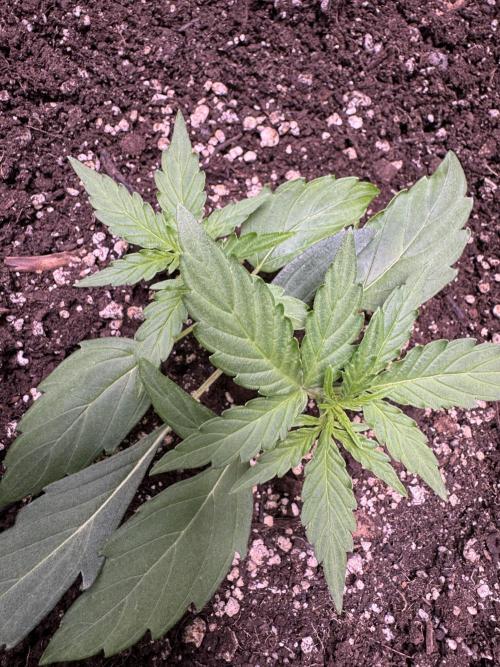 Wurlz F1 Autoflower - Zamnesia Seeds. Week 3