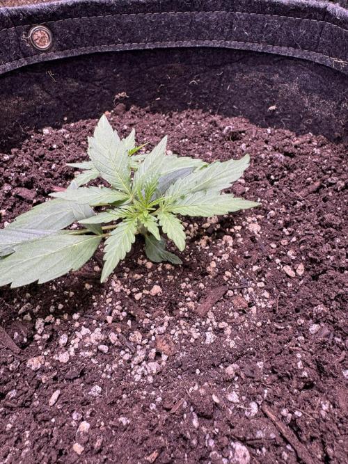 Wurlz F1 Autoflower - Zamnesia Seeds. Week 3