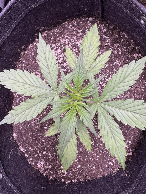 CBD Lemon Auto - Herbies Seeds. Week 3