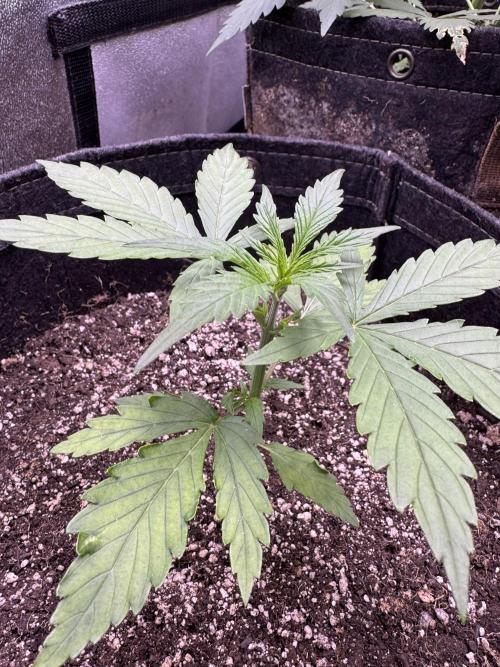 CBD Lemon Auto - Herbies Seeds. Week 3