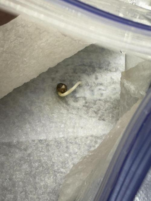 Sour Apple X Strawberry Gorilla Auto. Week 0