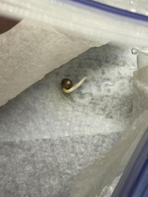 Sour Apple X Strawberry Gorilla Auto. Week 0