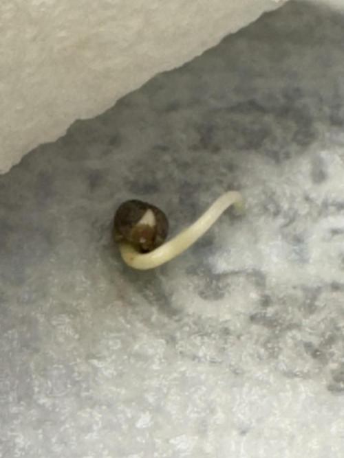 Sour Apple X Strawberry Gorilla Auto. Week 0