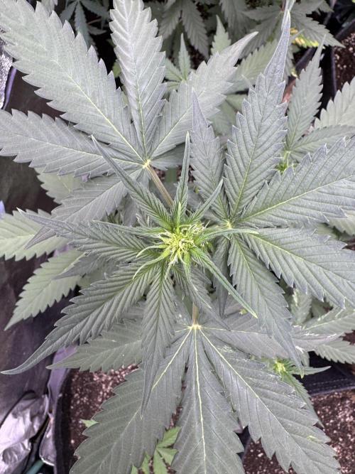 Caramel Auto - FastBuds. Week 5