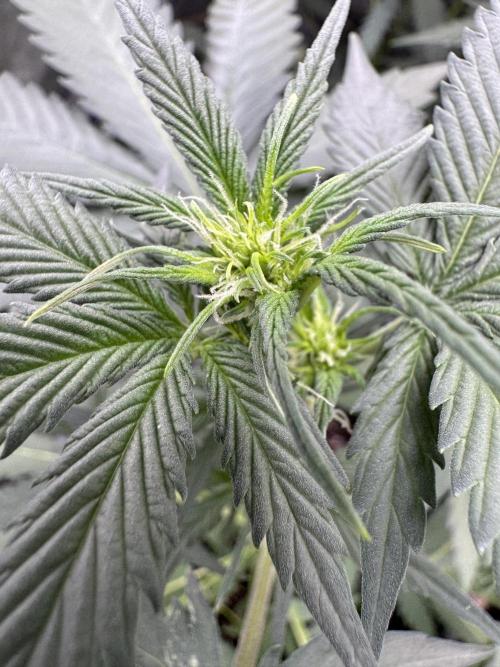 Caramel Auto - FastBuds. Week 5