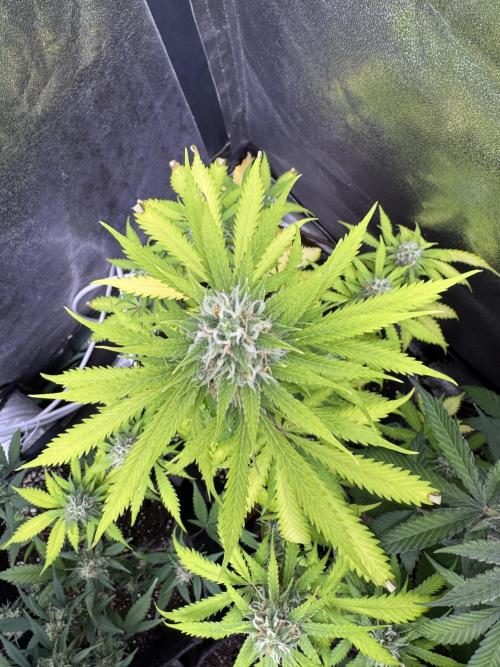 Elephant Berry Auto. Week 9