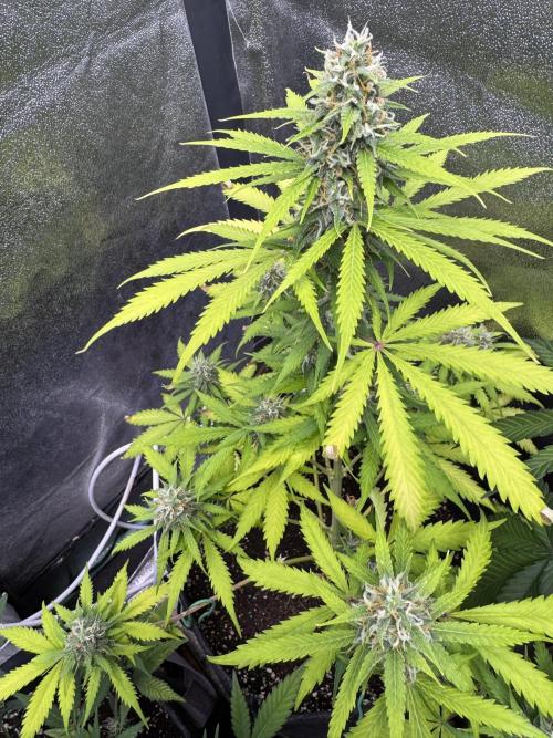 Elephant Berry Auto. Week 9