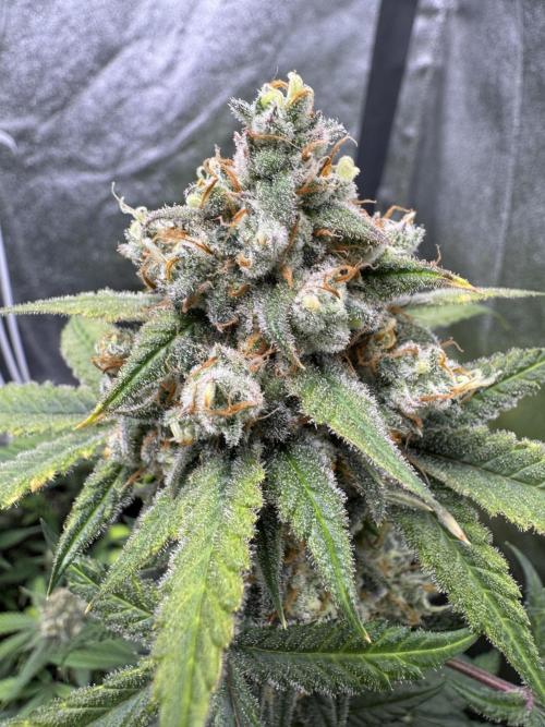 Auto Opium - Divine Seeds. Week 11