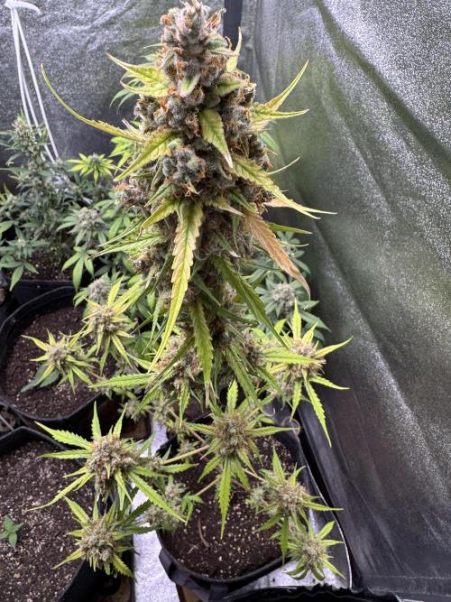 AUTO FRACTAL - Divine Seeds. Week 12