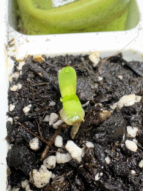 Sour Apple X Strawberry Gorilla Auto. Week 0