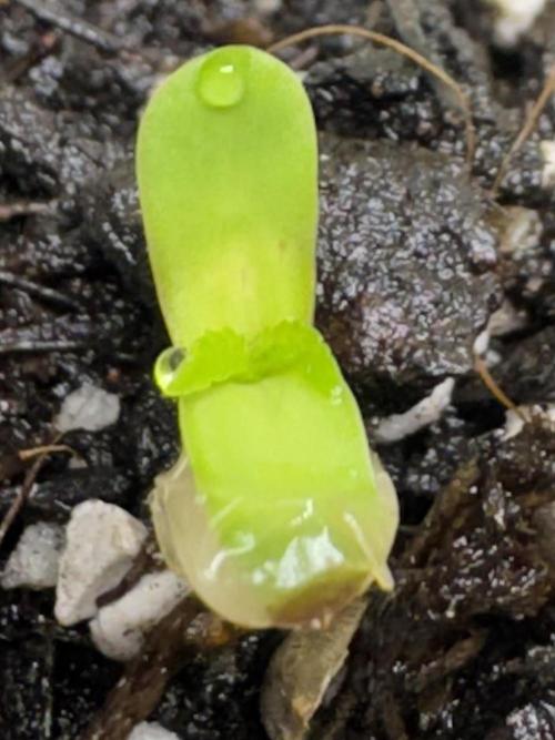Sour Apple X Strawberry Gorilla Auto. Week 0