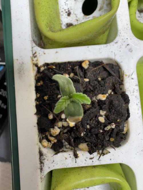 Sour Apple X Strawberry Gorilla Auto. Week 0