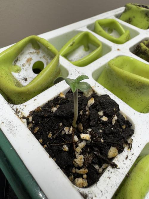 Sour Apple X Strawberry Gorilla Auto. Week 0