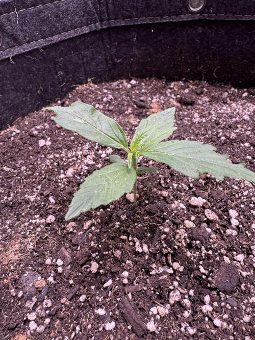 Apple Betty Auto from Herbies Seeds. Week 2