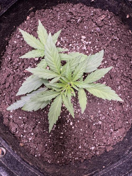 Wurlz F1 Autoflower - Zamnesia Seeds. Week 4