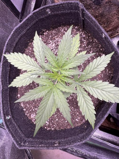 CBD Lemon Auto - Herbies Seeds. Week 3