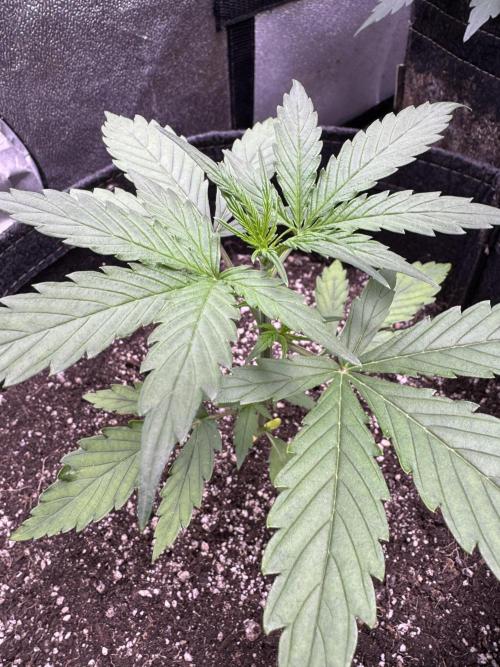 CBD Lemon Auto - Herbies Seeds. Week 3