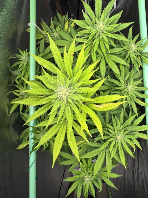 Big Demon by Divine Seeds. Week 13