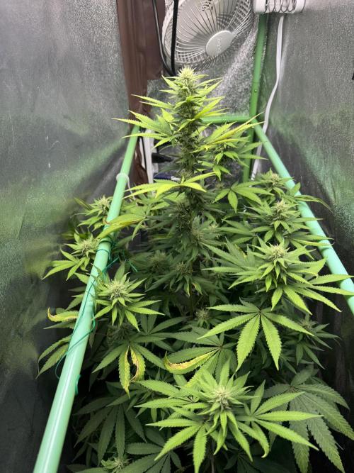 Big Demon by Divine Seeds. Week 13