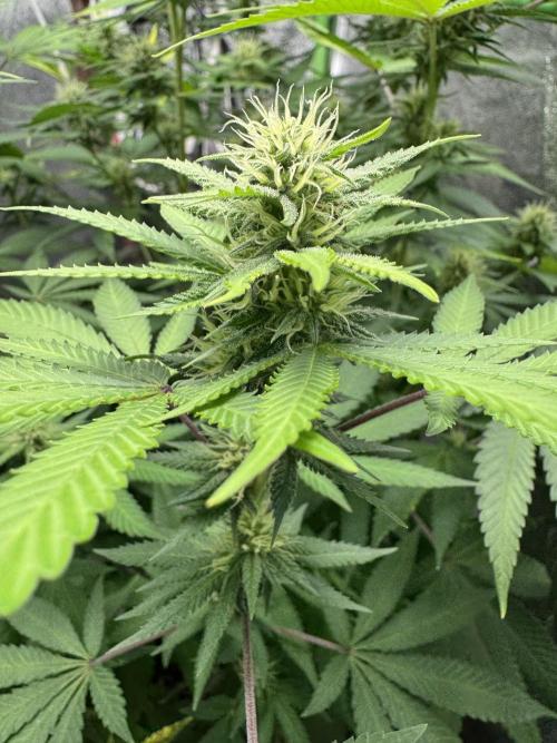 Big Demon by Divine Seeds. Week 13