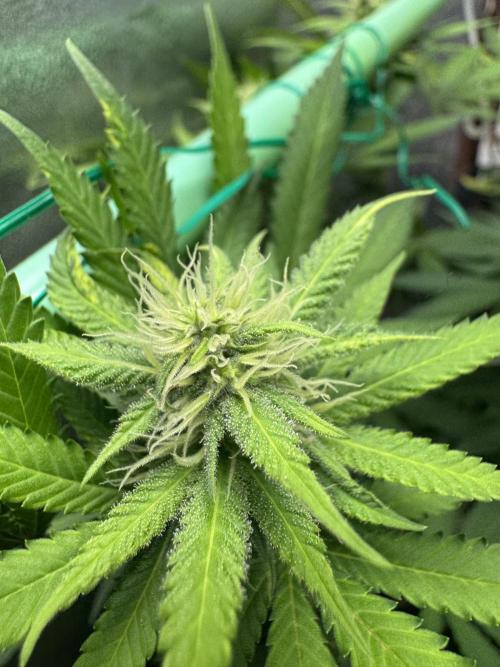 Big Demon by Divine Seeds. Week 13