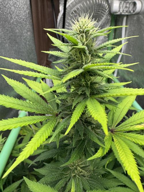 Big Demon by Divine Seeds. Week 13