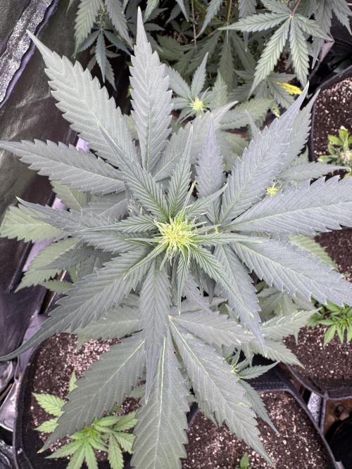 Caramel Auto - FastBuds. Week 6