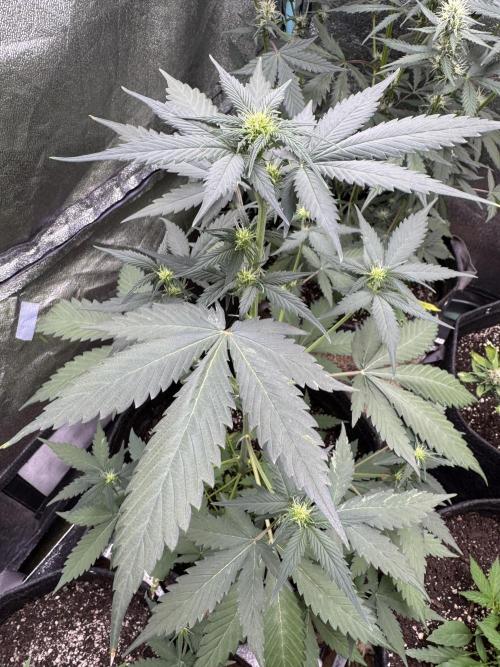 Caramel Auto - FastBuds. Week 6