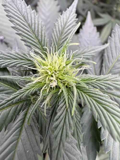 Caramel Auto - FastBuds. Week 6