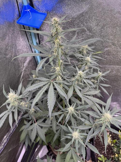 AUTO WHITE WIDOW - Divine Seeds. Week 8