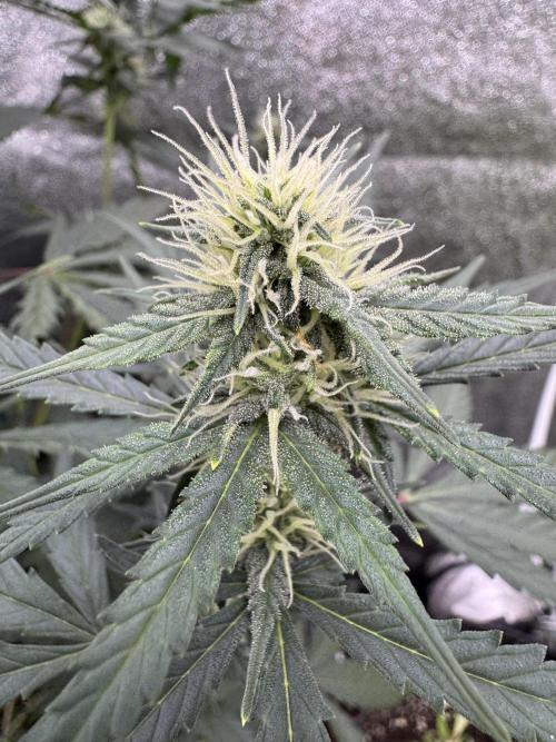 AUTO WHITE WIDOW - Divine Seeds. Week 8