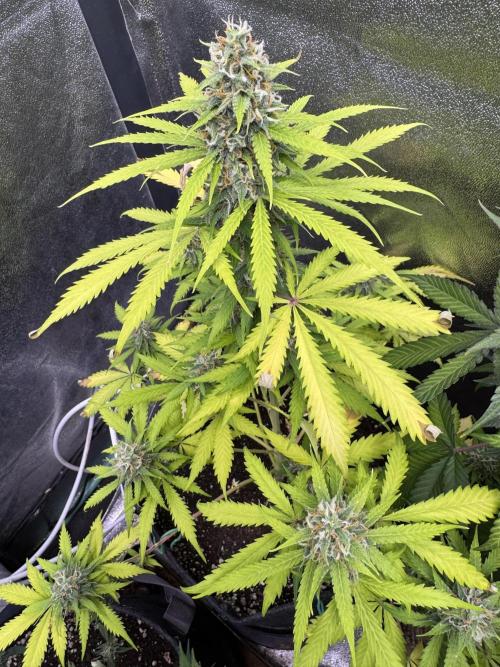 Elephant Berry Auto. Week 10