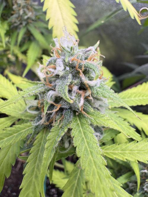 Elephant Berry Auto. Week 10