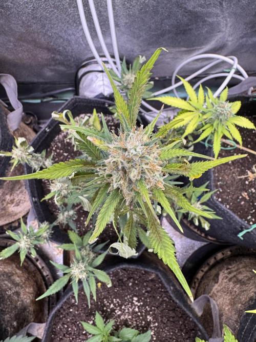 Zkittelz XL Auto - Ganja Farmer Seeds. Week 9