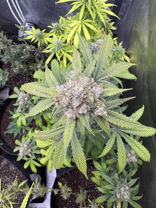 Auto Opium - Divine Seeds. Week 12